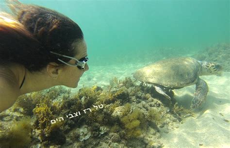 קמפוס טל הוא מוסד אקדמי לנשים המעניק תואר ראשון ושני במגוון תחומים. צפו בווידאו: צבי הים הענקיים של בת גלים שוחים בהרמוניה מושלמת עם טל רז | חיפה שלא הכרתם | חי פה ...