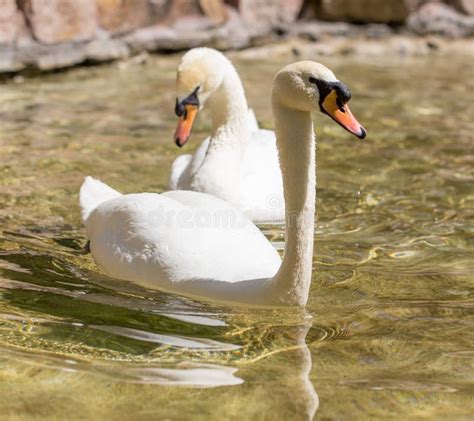 Dos Cisnes En Nadada Del Amor En El Lago Imagen De Archivo Imagen De