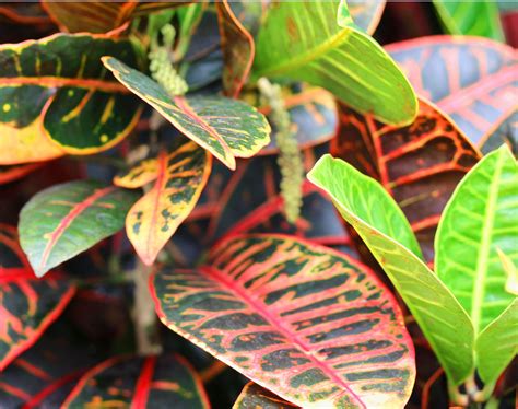 We did not find results for: Croton Petra - Codiaeum variegatum "Petra" Very colorful ...