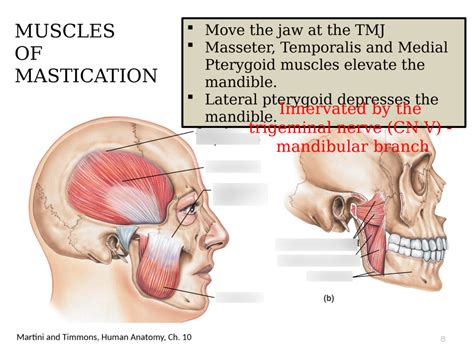 Muscles Of Mastication Diagram Quizlet