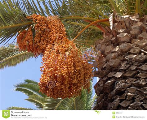 This fruit comes from a south american tree in the euterpe family (euterpe oleracea aka acai palm), a clumping, tropically fastidious palm that is also an attractive landscape plant as well as an economically important source for palm heart (see this article for more reading.) Palm tree fruits stock image. Image of desert, coast ...