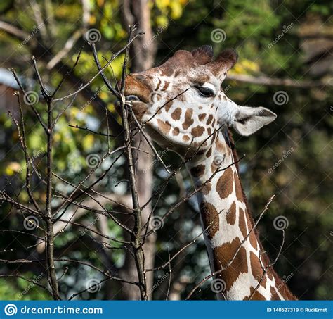 The Giraffe Giraffa Camelopardalis Is An African Mammal Stock Image