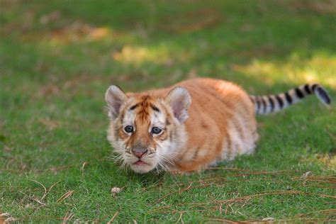 Extremely Rare Golden Tabby Bengal Tiger Cub Aww