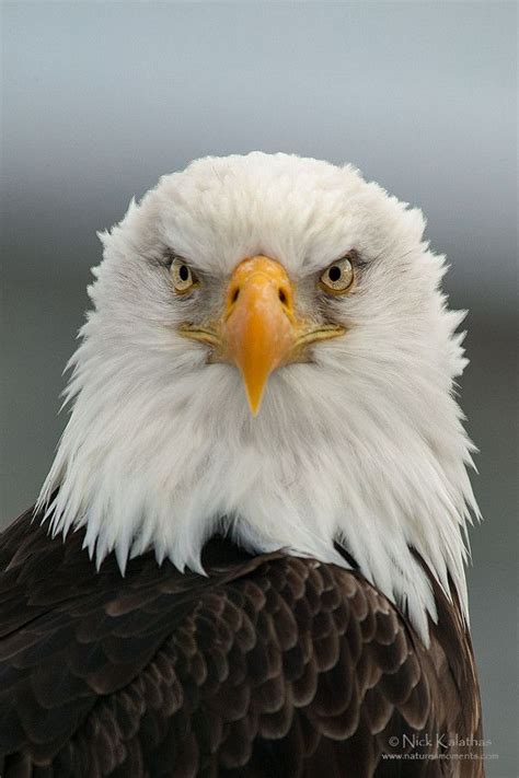 American Bald Eagle Portrait Eagle Pictures Bald Eagle Pet Birds