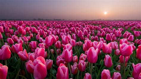 Picture Tulip Pink Color Fields Flowers 1920x1080