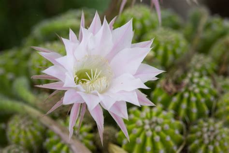 132 Types Of Cacti A To Z Photo Database Cactus Types Orchid