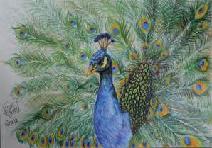 Beautiful Peacock Drawing By Kokosasih Erica Goldsack