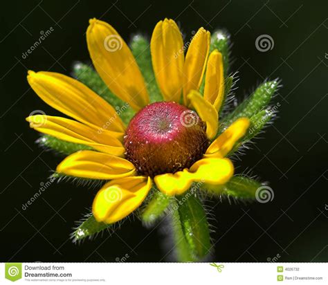 Yellow Spring Flower Stock Photo Image Of Brilliant Natural 4026732