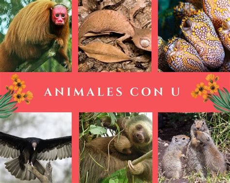 Descubre La Fascinante Diversidad De Animales Que Empiezan Con La Letra