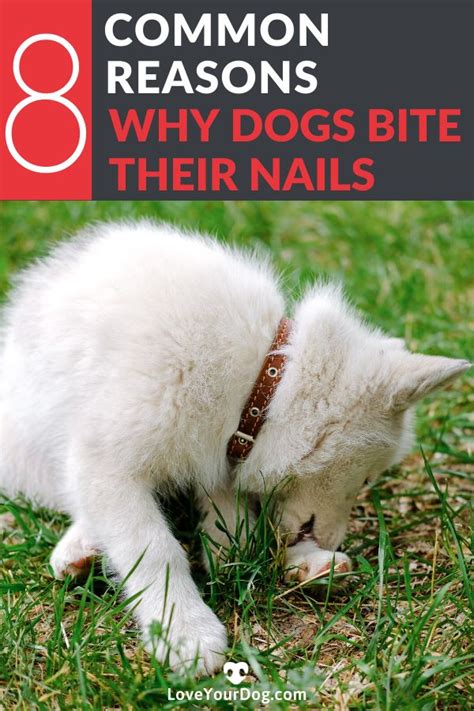 Why Do Dogs Bite Their Nails