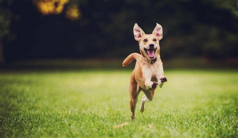 Happy Dog Running By 500px Petspyjamas