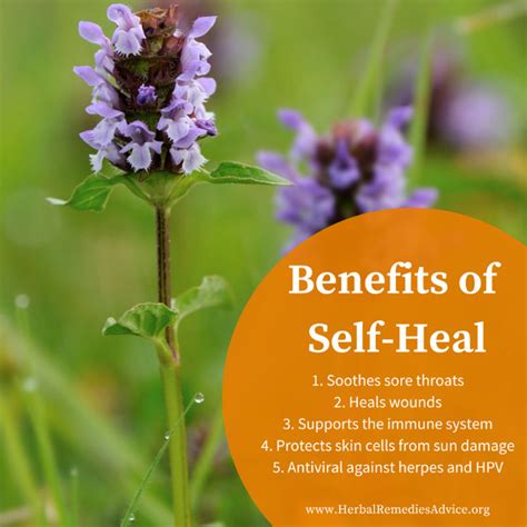 The Self Heal Herb