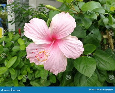 Light Pink Chinese Rose Flower In Park Stock Image Image Of Rose