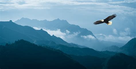 Eagle Flying Over Mist Mountains In The Morning Stock Photo Download