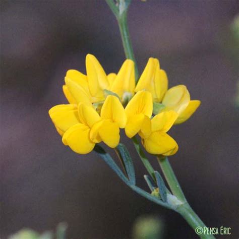 Coronille à Branches De Jonc Coronilla Juncea Quelle Est Cette