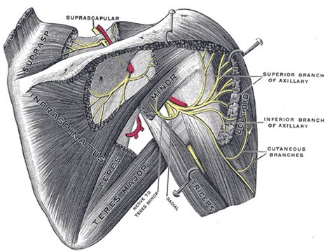 Anatomy Shoulder And Upper Limb Suprascapular Nerve Statpearls