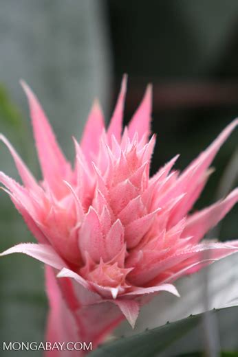 Pink Aechmea Fasciata Bromeliad Flower Identification By Alexander