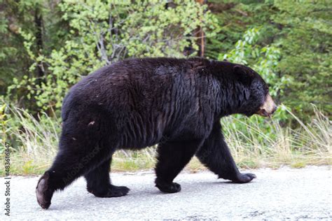 Black Bear Profile