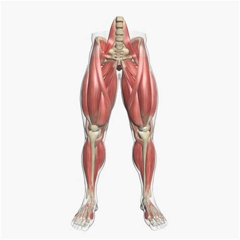 As a result the physician will be able to provide you with exact medication based on the report and thus, you will be to. Anatomy Of Leg Muscle - Anatomy Diagram Book