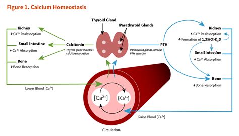 Blood Calcium Homeostasis