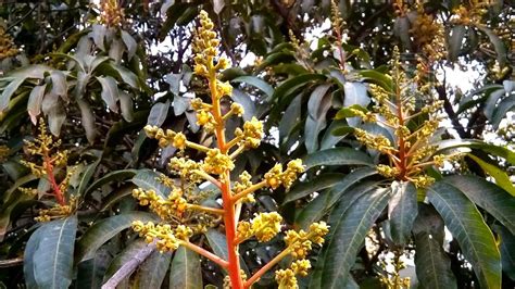 Thinning fruit on a mango tree is not essential and it there are too many mangoes on the tree they should drop off by themselves. Mango tree in full bloom, Malda - YouTube