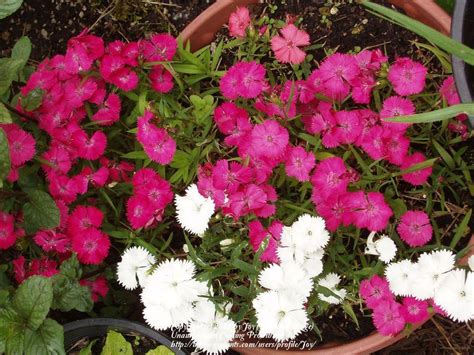 Photo Of The Entire Plant Of China Pinks Dianthus Chinensis Telstar