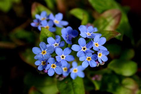 They look spectacular when interplanted with spring bulbs and alongside other shade. Forget Me Not Flower Meaning - Flower Meaning