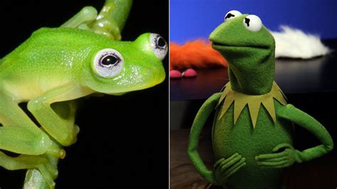 Newly Discovered Bare Hearted Glassfrog Resembles Kermit The Frog
