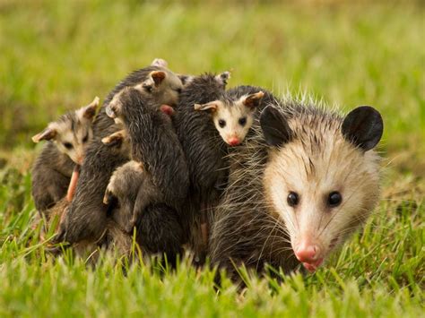 A Mother Opossum Transporting Her Litter Of Eleven Babies On Her Back