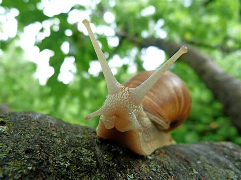 Burgundy Snails - Escargots de Bourgogne | The Official Beaune Travel Guide