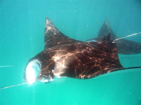 Snorkelling With Manta Rays In The Maldives One Of The Best