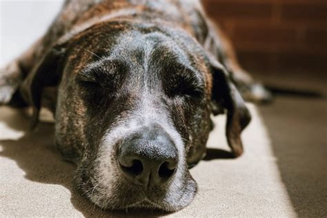 6 Tips To Keep Your Senior Dog Healthy And Happy Dog Tired Pet Services