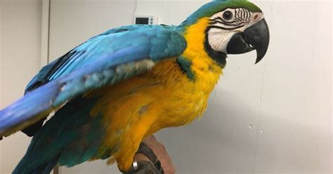 Parrots And Exotic Birds For Sale Gorgeous Blue Gold Macaw Baby Parrot