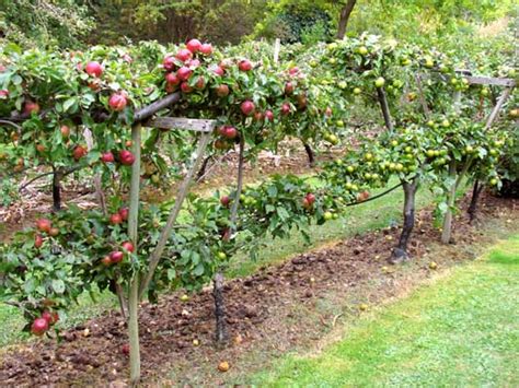 The Fruit Garden Growing Fruit And Fruit Trees