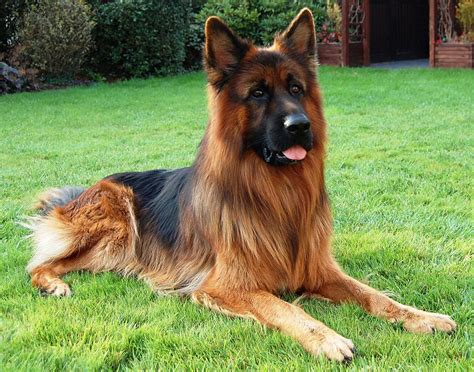 How To Groom Long Haired German Shepherd