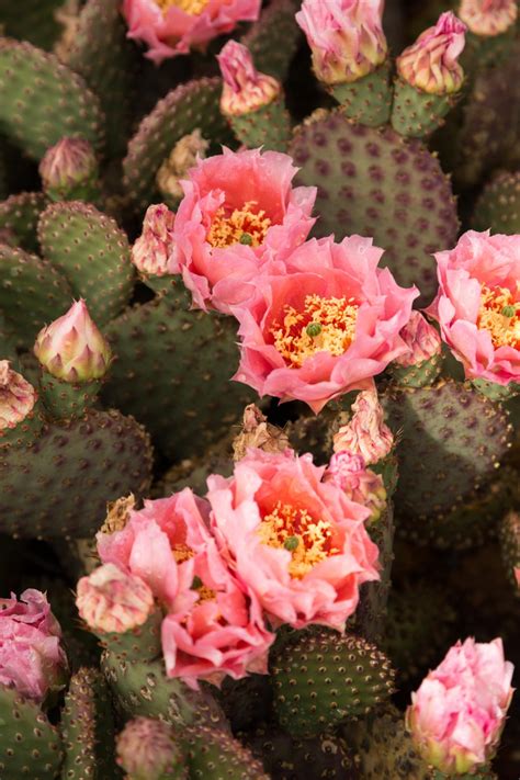 Amazing Cold Hardy Opuntia Cactus Flowers Succulents And Sunshine