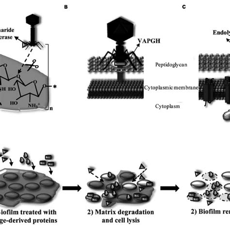 Pdf Bacteriophages As Weapons Against Bacterial Biofilms In The Food