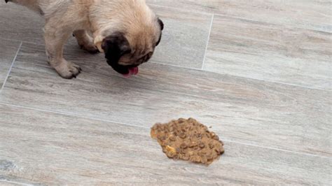 Yuck Whats This Brown Liquid My Dog Just Threw Up