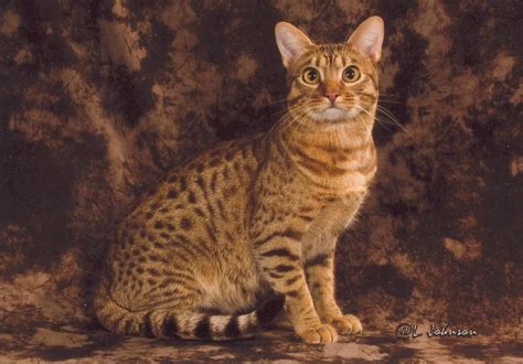 ocicat water coloured eyes cattery