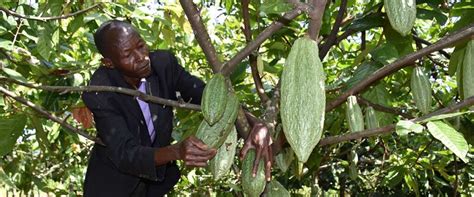 How To Harvest Cocoa National Agricultural Advisory Services