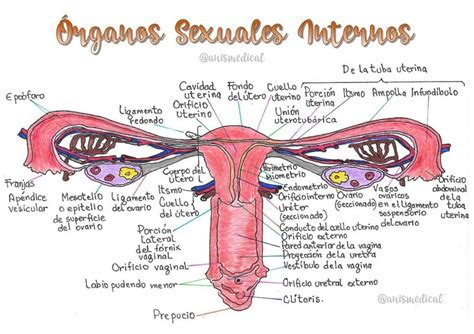 Órganos Sexuales Internos Femeninos Anismedical Udocz