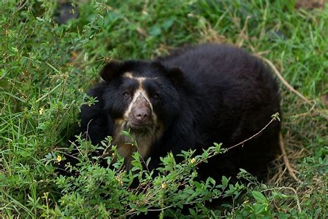 All About The Spectacled Bear South Americas Only Bear Species