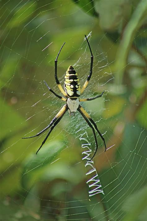Yellow Garden Spider Photograph By Nikolyn Mcdonald Fine Art America
