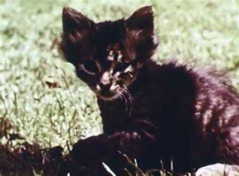Mammals Are Interesting 1953 Cinema Cats