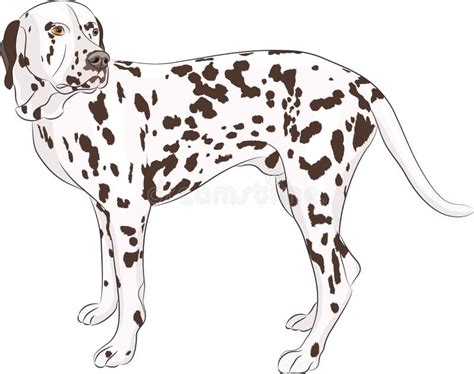 Vector Dalmatian Stock Vector Illustration Of Figure 55637298