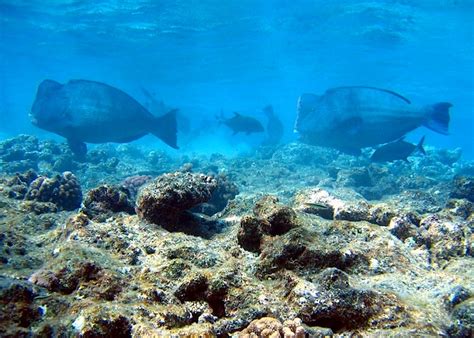 Parrotfish Help Keep Coral Reefs Healthy