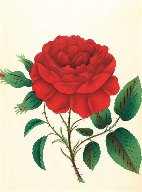 Greeting Cards: Flowers | RIT Press | RIT