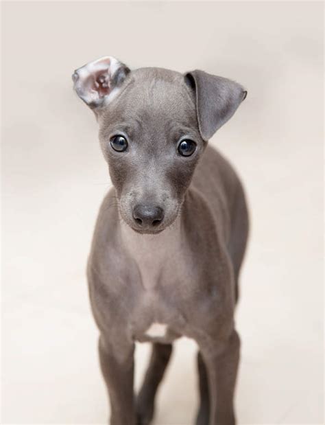 The italian greyhound is a slender and miniature dog breed who has a slightly curved back. Dog-Italian_Greyhound-An_incredible_little_Italian ...