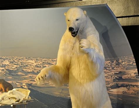 Antelope Valley College Blog Polar Bears God And Evolution