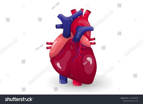 Human Heart Anatomy Medical Education Stock Vector Royalty Free